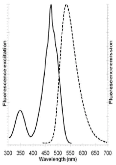 Fluorescence Microscopy - Golgi/ER Staining Kit - Cytopainter (AB139485)