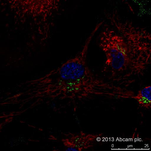 Fluorescence Microscopy - Golgi/ER Staining Kit - Cytopainter (AB139485), expandable thumbnail