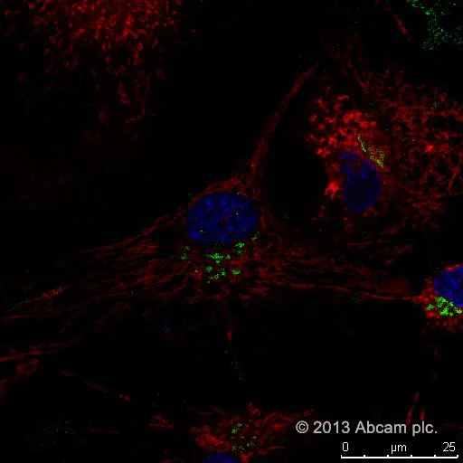 Fluorescence Microscopy - Golgi/ER Staining Kit - Cytopainter (AB139485)