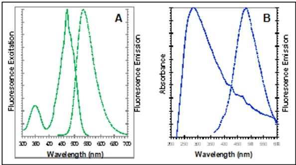 Fluorescence Microscopy - Golgi Staining Kit - Green Fluorescence - Cytopainter (AB139483), expandable thumbnail