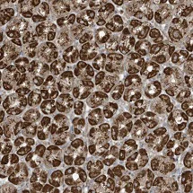 Immunohistochemistry (Formalin/PFA-fixed paraffin-embedded sections) - Anti-Golgin-245 antibody (AB122250)