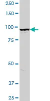 Western blot - Anti-Golgin 97 antibody (AB169287)