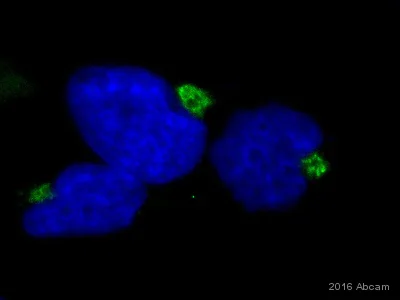 Immunocytochemistry/ Immunofluorescence - Anti-Golgin 97 antibody (AB84340)