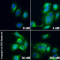 Anti-Golgin 97 antibody (ab84340) | Abcam