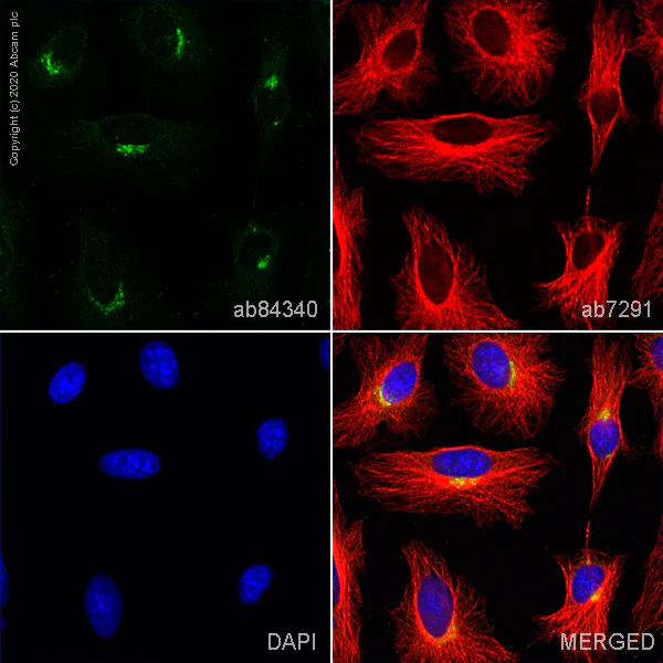 Immunocytochemistry/ Immunofluorescence - Anti-Golgin 97 antibody (AB84340)