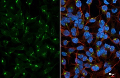 Immunocytochemistry/ Immunofluorescence - Anti-Golgin 97 antibody - C-terminal (AB228919)