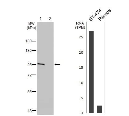 Western blot - Anti-Golgin 97 antibody - C-terminal (AB228919)