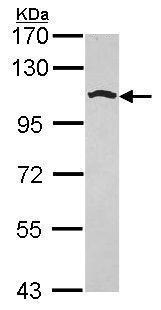Western blot - Anti-Golgin 97 antibody - C-terminal (AB228919)