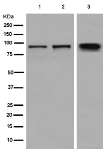 Western blot - Anti-Golgin 97 antibody [EPR13806] - BSA and Azide free (AB250268)