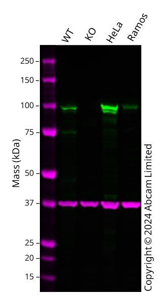 Western blot - Anti-Golgin 97 antibody [EPR13806] - BSA and Azide free (AB250268)