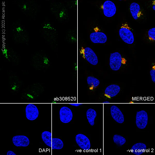 Immunocytochemistry/ Immunofluorescence - Anti-Golgin 97 antibody [EPR27333-18] (AB308520)