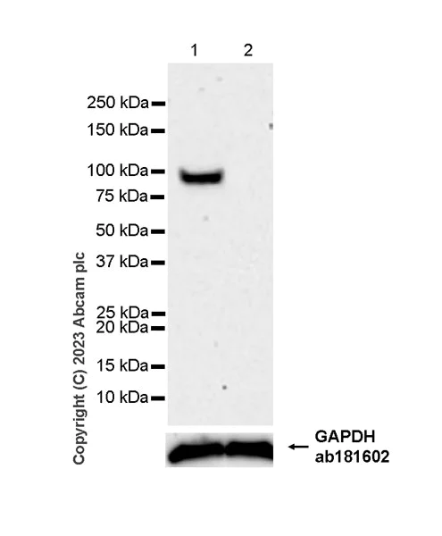 Western blot - Anti-Golgin 97 antibody [EPR27333-18] (AB308520)