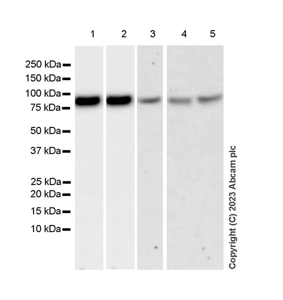 Western blot - Anti-Golgin 97 antibody [EPR27333-18] (AB308520)