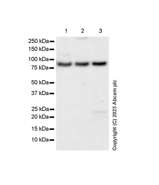 Western blot - Anti-Golgin 97 antibody [EPR27333-18] (AB308520)