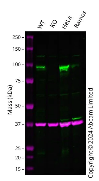 Western blot - Anti-Golgin 97 antibody [EPR27333-18] (AB308520)
