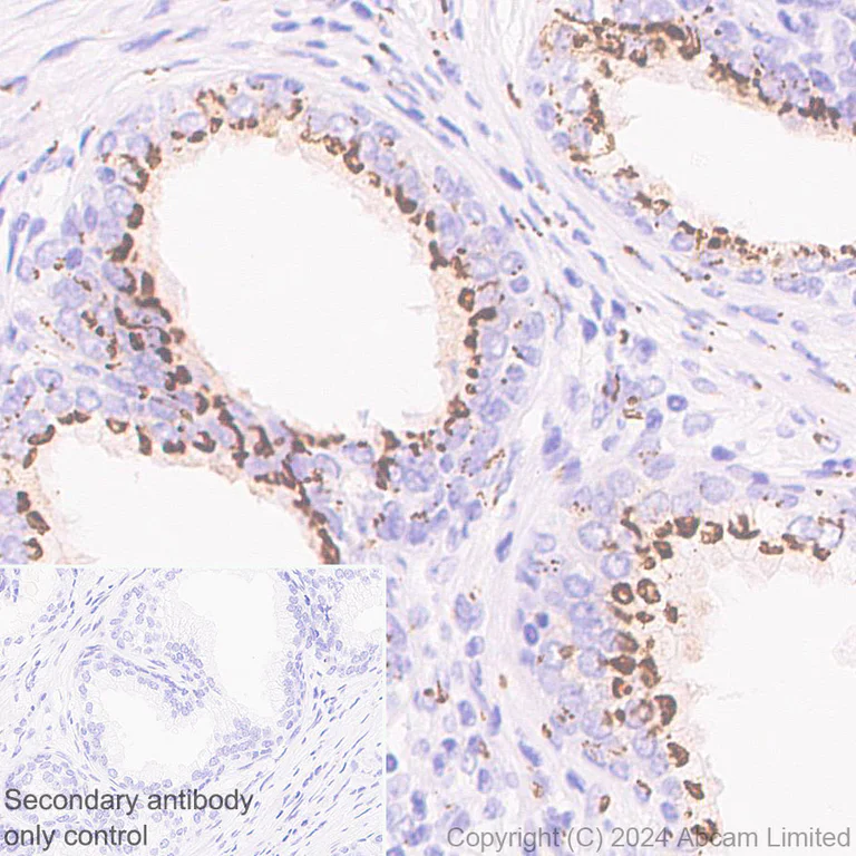 Immunohistochemistry (Formalin/PFA-fixed paraffin-embedded sections) - Anti-GOLM1/GOLPH2 antibody [EPR29022-61] - BSA and Azide free (AB320738)