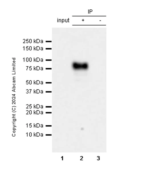 Immunoprecipitation - Anti-GOLM1/GOLPH2 antibody [EPR29022-61] - BSA and Azide free (AB320738)