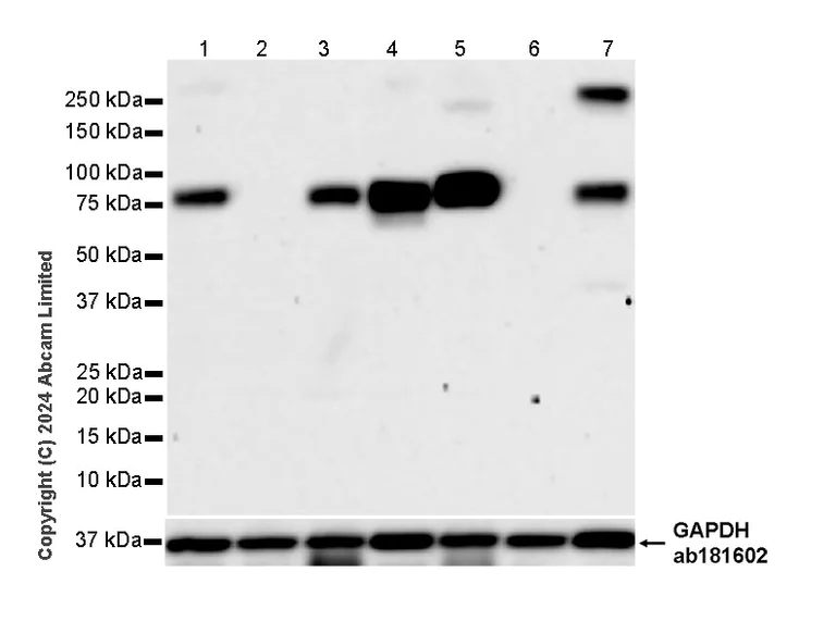 Western blot - Anti-GOLM1/GOLPH2 antibody [EPR29022-61] - BSA and Azide free (AB320738)