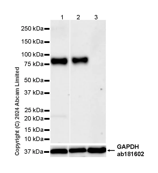 Western blot - Anti-GOLM1/GOLPH2 antibody [EPR29022-61] - BSA and Azide free (AB320738)