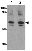 Western blot - Anti-GOLPH2 antibody (AB92612)