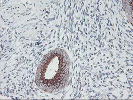 Immunohistochemistry (Formalin/PFA-fixed paraffin-embedded sections) - Anti-GOLPH2 antibody [OTI6C9] (AB119800)