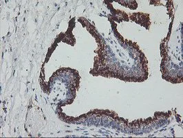 Immunohistochemistry (Formalin/PFA-fixed paraffin-embedded sections) - Anti-GOLPH2 antibody [OTI6C9] (AB119800)