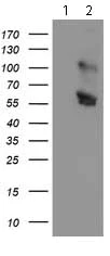 Western blot - Anti-GOLPH2 antibody [OTI6C9] (AB119800)