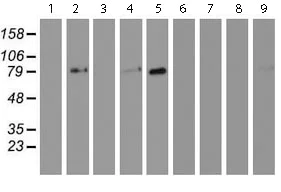 Western blot - Anti-GOLPH2 antibody [OTI6C9] (AB119800)