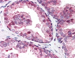 Immunohistochemistry (Formalin/PFA-fixed paraffin-embedded sections) - Anti-GOLPH3/MIDAS antibody (AB113649)