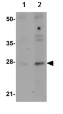 Western blot - Anti-GOLPH3/MIDAS antibody (AB113649)