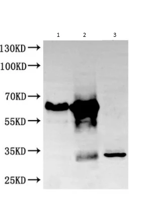 Immunoprecipitation - Anti-GOLPH3/MIDAS antibody (AB236296)