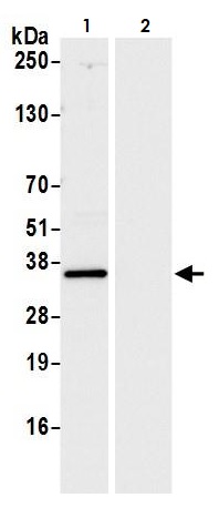 Immunoprecipitation - Anti-GOLPH3/MIDAS antibody (AB264406), expandable thumbnail