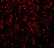 Immunocytochemistry - Anti-GOLPH3/MIDAS antibody (AB91492)