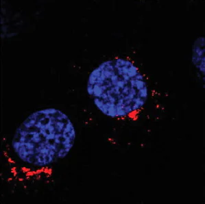 Immunocytochemistry - Anti-GOLPH3/MIDAS antibody (AB91492)