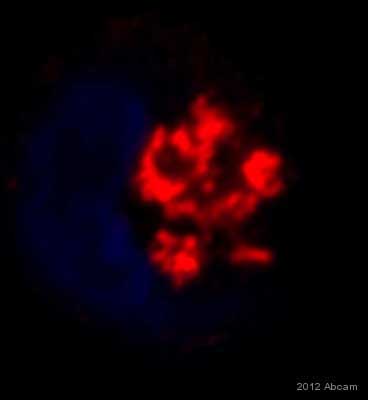 Immunocytochemistry - Anti-GOLPH3/MIDAS antibody (AB91492)