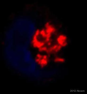 Immunocytochemistry - Anti-GOLPH3/MIDAS antibody (AB91492)