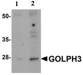 Western blot - Anti-GOLPH3/MIDAS antibody (AB91492)