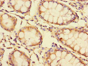 Immunohistochemistry (Formalin/PFA-fixed paraffin-embedded sections) - Anti-GOLPH3L antibody (AB238876)