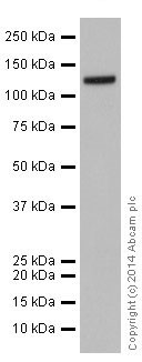 Western blot - Anti-GOLPH4/GPP130 antibody [EPR13439] (AB197595), expandable thumbnail