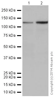 Western blot - Anti-GOLPH4/GPP130 antibody [EPR13439] (AB197595)
