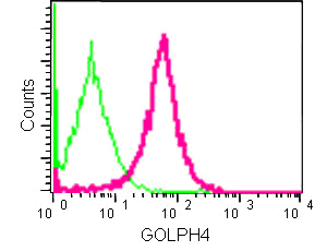 Flow Cytometry (Intracellular) - Anti-GOLPH4/GPP130 antibody [EPR13445] (AB181849)