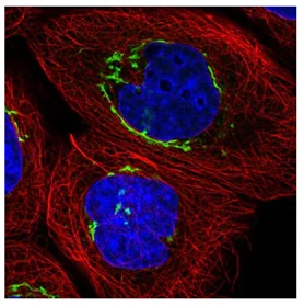 Immunocytochemistry/ Immunofluorescence - Anti-GORASP2/GRASP55 antibody (AB204335)
