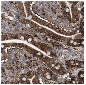 Immunohistochemistry (Formalin/PFA-fixed paraffin-embedded sections) - Anti-GORASP2/GRASP55 antibody (AB204335), expandable thumbnail