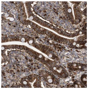 Immunohistochemistry (Formalin/PFA-fixed paraffin-embedded sections) - Anti-GORASP2/GRASP55 antibody (AB204335)