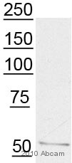 Western blot - Anti-GORASP2/GRASP55 antibody (AB68713), expandable thumbnail