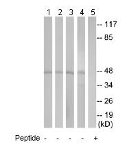 Western blot - Anti-GORASP2/GRASP55 antibody (AB74579)