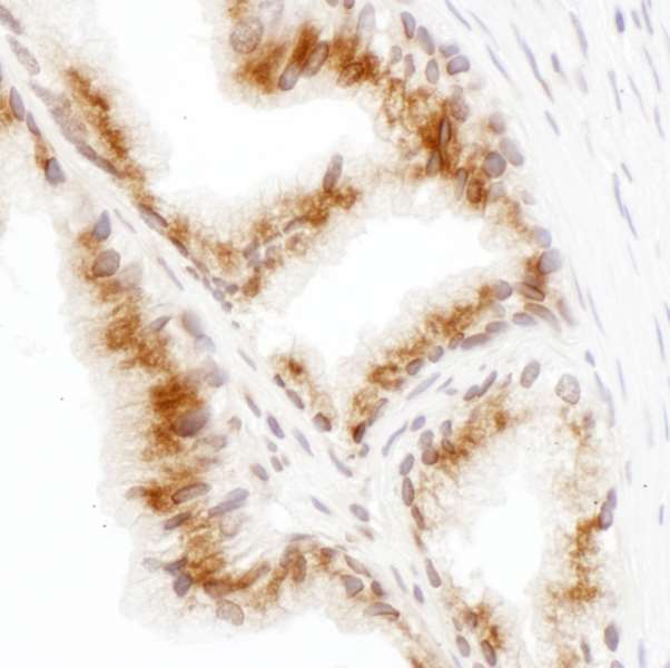 Immunohistochemistry (Formalin/PFA-fixed paraffin-embedded sections) - Anti-GORASP2/GRASP55 antibody - C-terminal (AB192910)