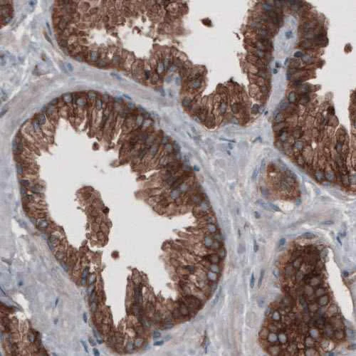 Immunohistochemistry (Formalin/PFA-fixed paraffin-embedded sections) - Anti-GORASP2/GRASP55 antibody [CL2522] (AB211531)