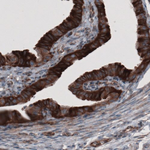 Immunohistochemistry (Formalin/PFA-fixed paraffin-embedded sections) - Anti-GORASP2/GRASP55 antibody [CL2522] (AB211531)
