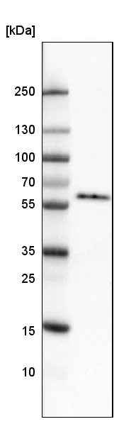 Western blot - Anti-GORASP2/GRASP55 antibody [CL2522] (AB211531)